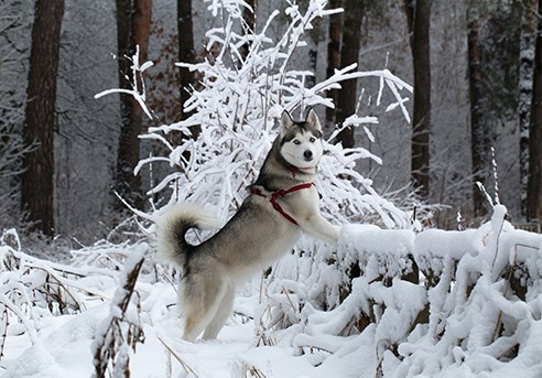 Siberian Husky Puppies for Sale: Loyal Siberian Husky
