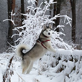 Siberian Husky Puppies for Sale: Loyal Siberian Husky