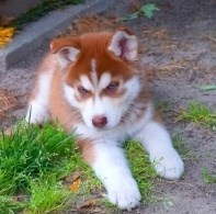 Siberian Husky Puppies for Sale: Loyal Siberian Husky