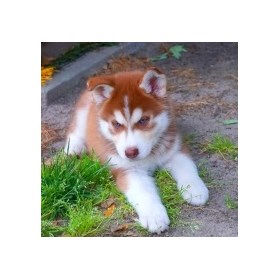 Siberian Husky Puppies for Sale: Loyal Siberian Husky
