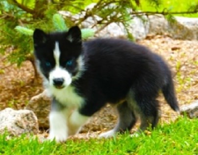 Siberian Husky: Siberian Husky