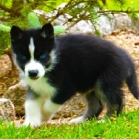 Siberian Husky: Siberian Husky