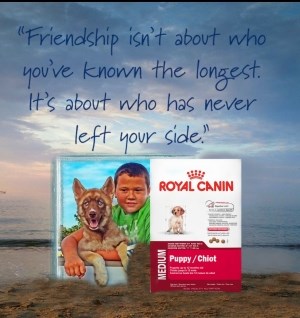 Puppies Diet Royal Canin: Loyal Siberian Husky