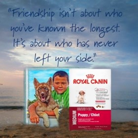 Puppies Diet Royal Canin: Loyal Siberian Husky